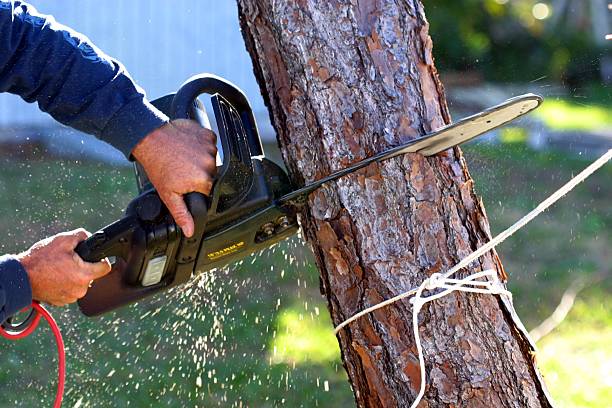 How Our Tree Care Process Works  in  Meyers, CA